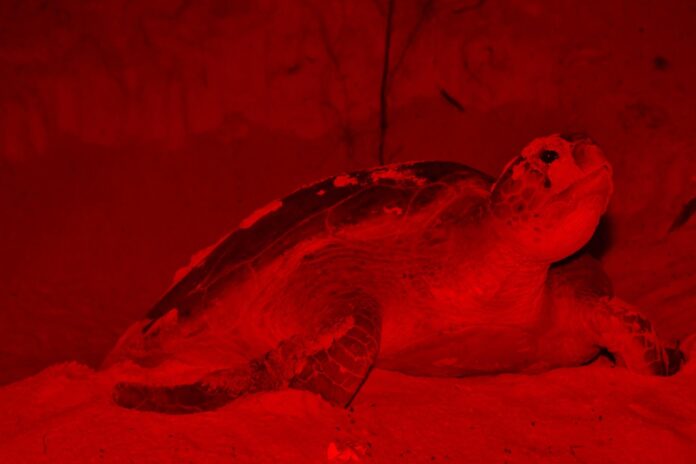 Campamento Tortuguero de Punta Sur
