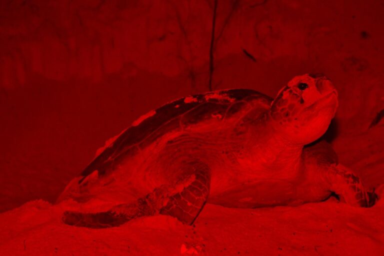 91 nidos registrados en el Campamento Tortuguero de Punta Sur