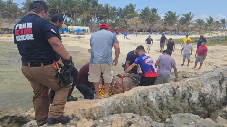 Rescatan a tortuga marina de 160 kilos atrapada en Chen Río