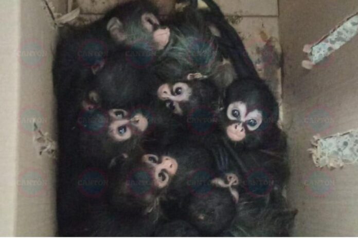 Detienen a dos hombres por transportar ilegalmente a crías de mono araña en Tabasco