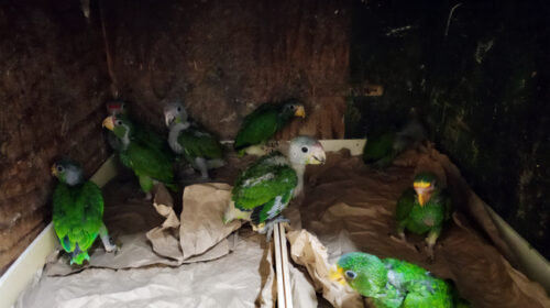 Profepa rescata 25 loros y un mono araña en Yucatán