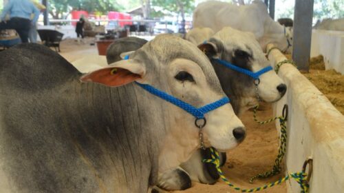 Yucatán refuerza sus acciones contra el gusano barrenador