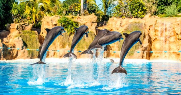 Prohiben oficialmente los delfinarios en México