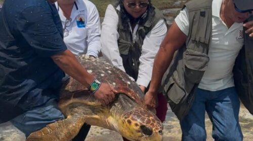 tortuga caguama