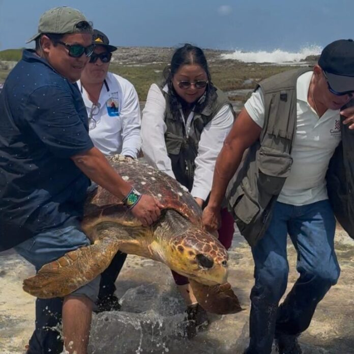 tortuga caguama