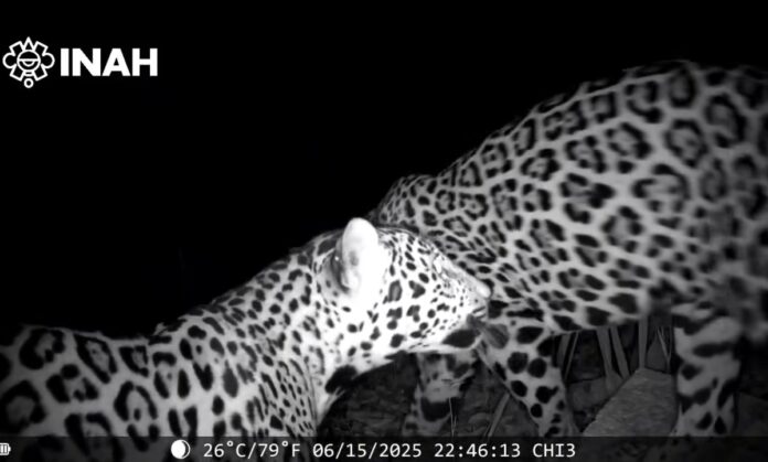 Captan a dos jaguares cerca de Chichén Itzá