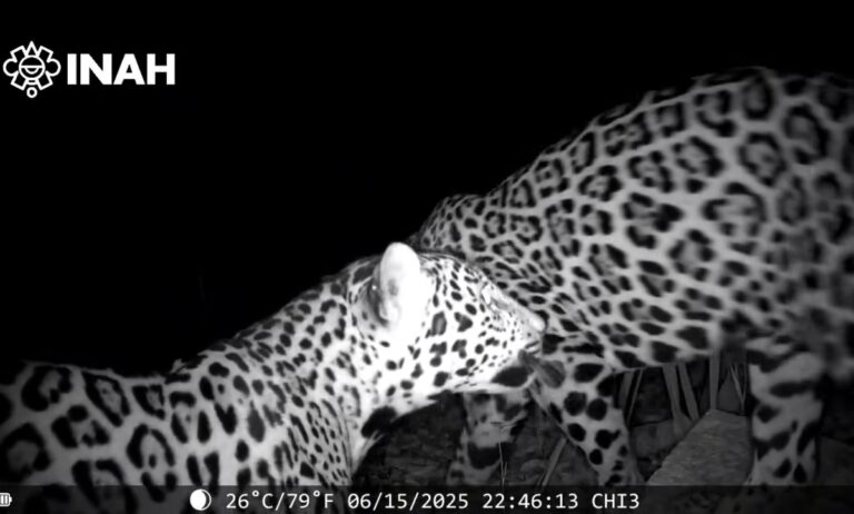 Captan a dos jaguares cerca de Chichén Itzá