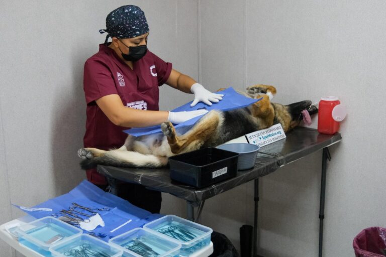 Quintana Roo lanza las primeras Caravanas de Bienestar Animal