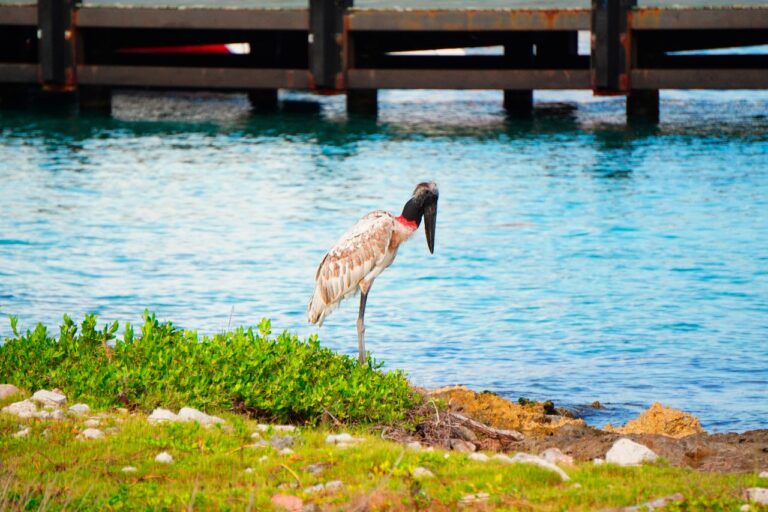 Cozumel registra por primera vez a la Cigüeña Jabirú, especie en peligro de extinción