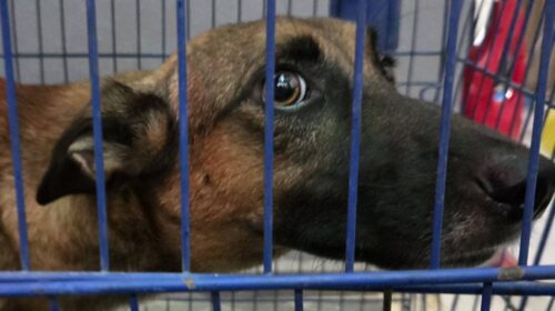 Detectan nuevo caso de gusano barrenador en un perro de Yucatán