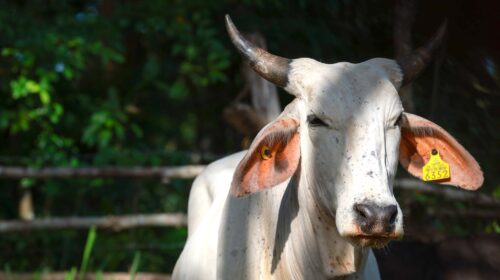 Identifican 19 nuevos casos del gusano barrenador en Yucatán