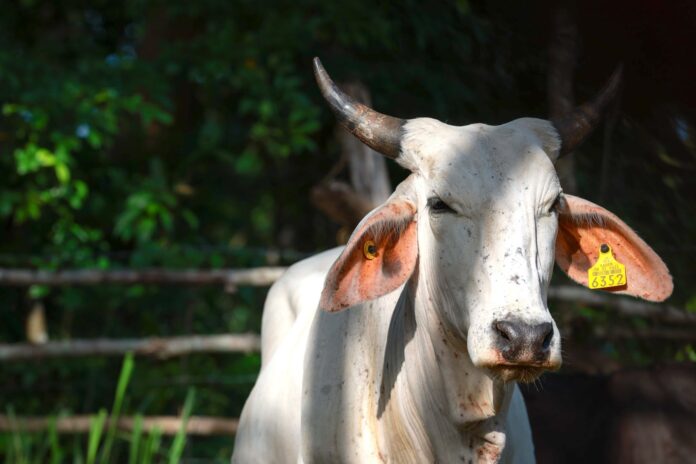 Identifican 19 nuevos casos del gusano barrenador en Yucatán