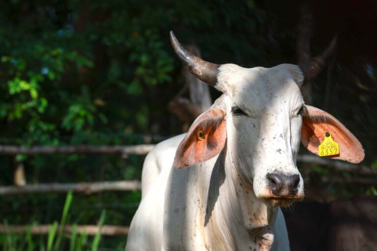 Intensifican las acciones contra el gusano barrenador en Yucatán