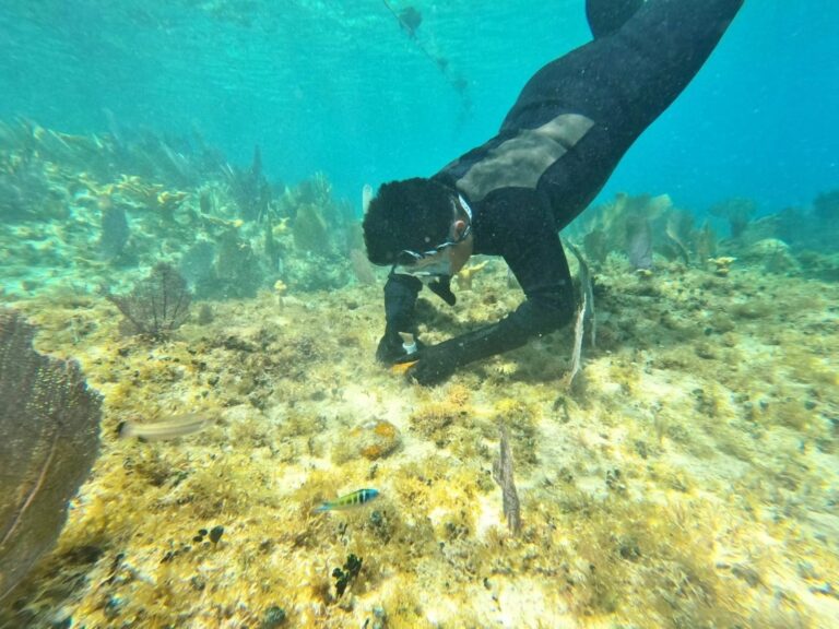 Jóvenes y comunidad se suman a jornadas “Mantenimiento de Corales” en Cozumel