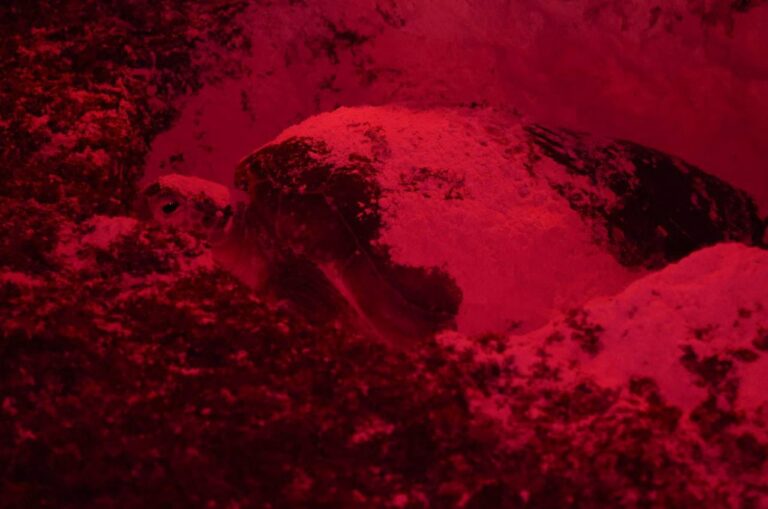 Cancún refuerza acciones con Programa Municipal de Protección y Conservación de Tortugas Marinas