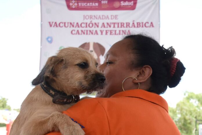 Realizan Jornada de Esterilización y Vacunación Antirrábica en Hoctún, Yucatán