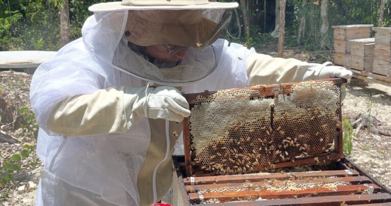 Playa del Carmen refuerza defensa del campo con campaña contra la varroasis en abejas