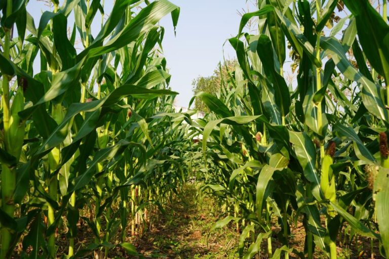 Campesinos cierran filas y exigen respuestas