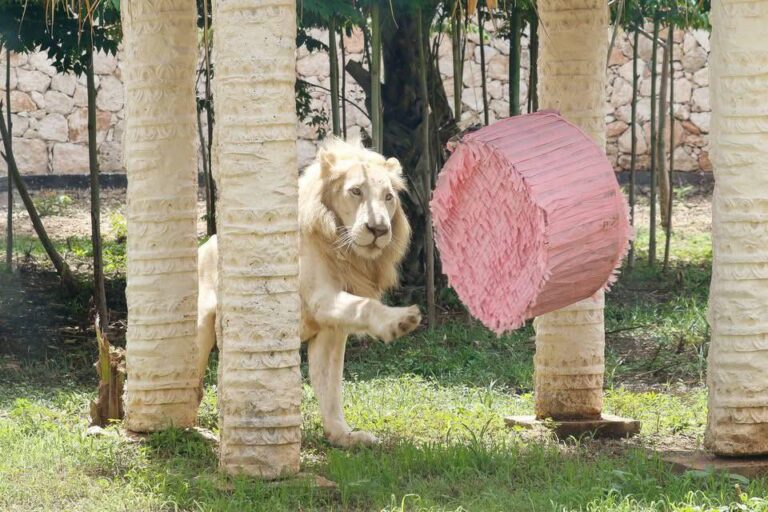 ¡Animaya estrena felinario con 17 ejemplares rescatados!