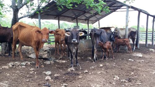 gusano barrenador en Yucatán