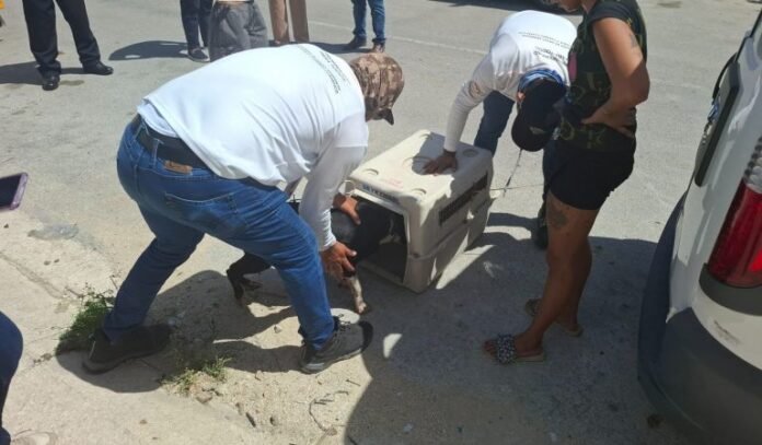 perrita arrastrada por un mototaxi