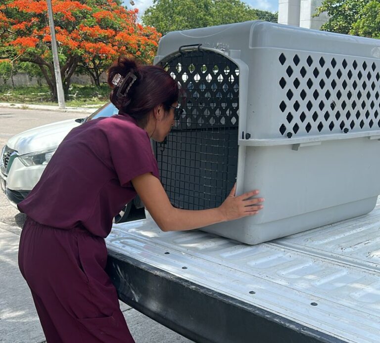 Rescatan a siete animales en Cancún tras denuncias ciudadanas