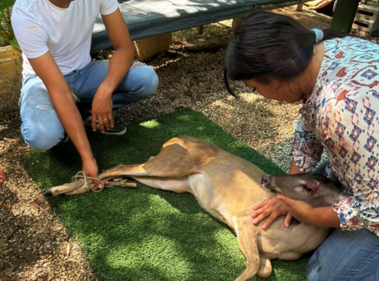 FPMC rescata a venado cola blanca atropellado en Cozumel