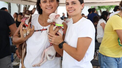 mascotas