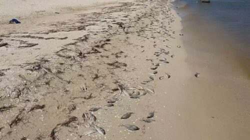 Confirman marea roja en Yucatán