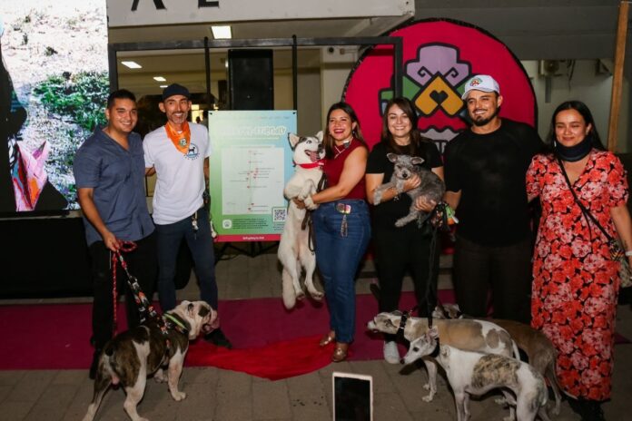Dog Beach Festival