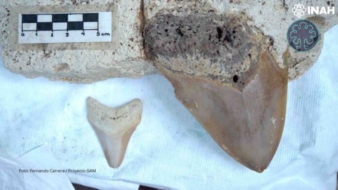 Exhiben dientes de tiburón prehistórico en el Museo Regional de la Costa Oriental