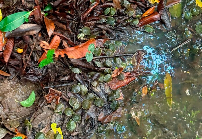 Profepa libera a más de 2,300 tortugas en Chiapas