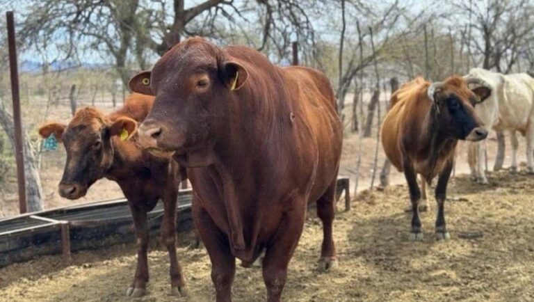 Yucatán suma 75 nuevos casos de gusano barrenador
