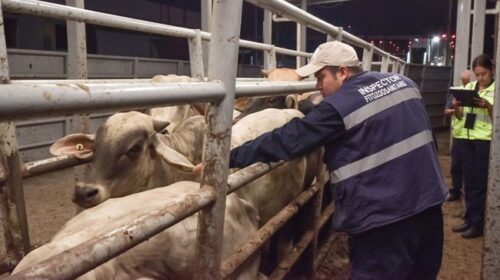 Sader y Chapingo unen fuerzas contra el gusano barrenador