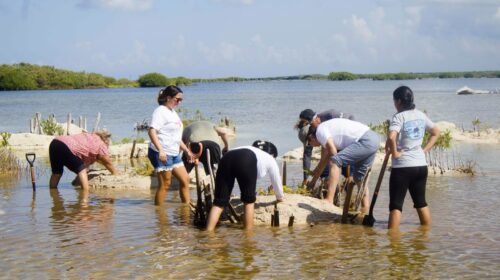restauración del manglar