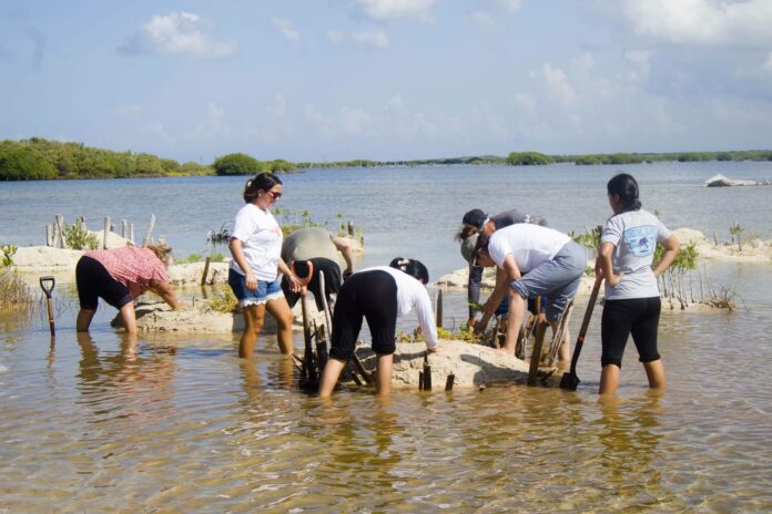 restauración del manglar