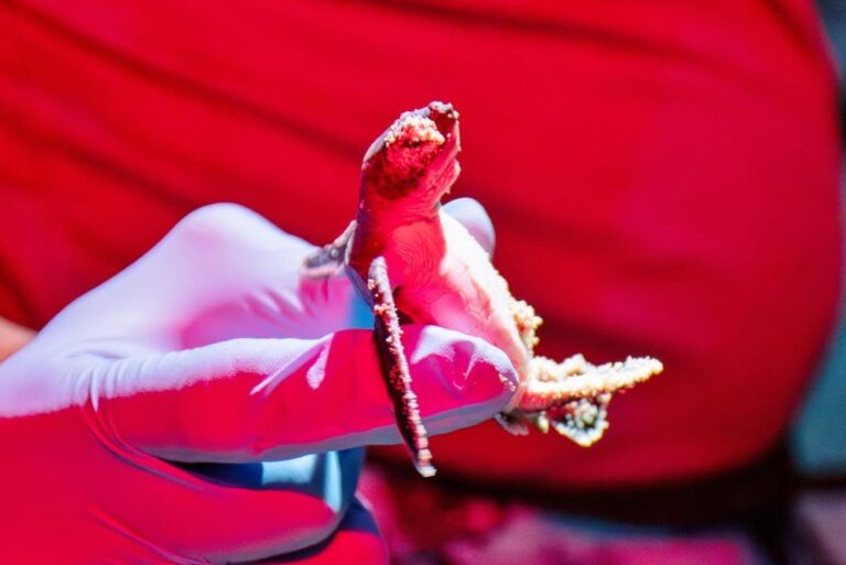 Cozumel reafirma su papel pionero en la protección de la tortuga marina