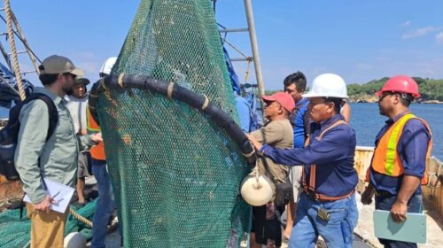Profepa verifica dispositivos excluidores de tortugas marinas en Campeche
