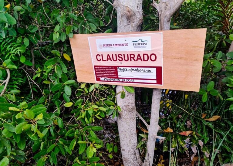Profepa clausura predio por daño a mangle rojo en San Felipe, Yucatán