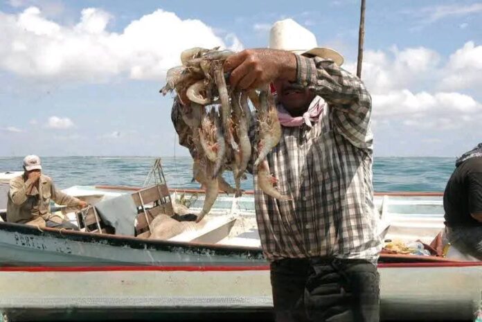 Prolongan la veda del camarón en Tabasco, Campeche y Quintana Roo