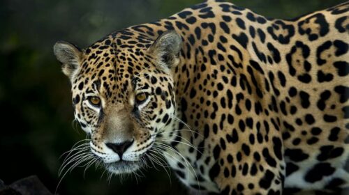 Refuerzan la protección del jaguar en Yucatán