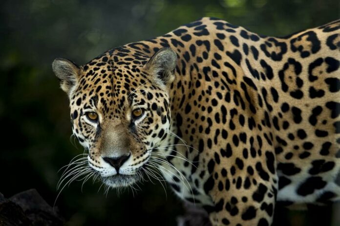 Refuerzan la protección del jaguar en Yucatán