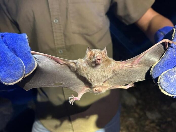 Yucatán refuerza el control del murciélago hematófago