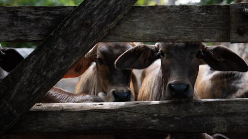 Yucatán refuerza sus acciones contra el gusano barrenador