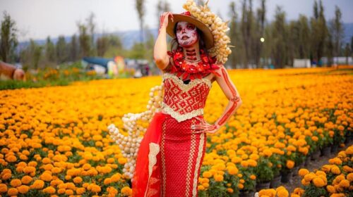 Cempasúchil: la flor que ilumina el camino de los muertos