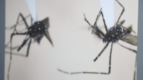 Detectan una nueva especie de mosquito asiático en Yucatán