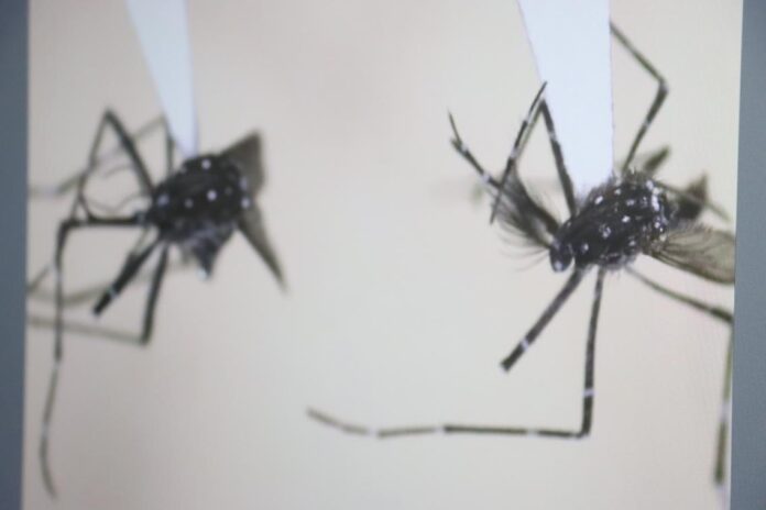 Detectan una nueva especie de mosquito asiático en Yucatán