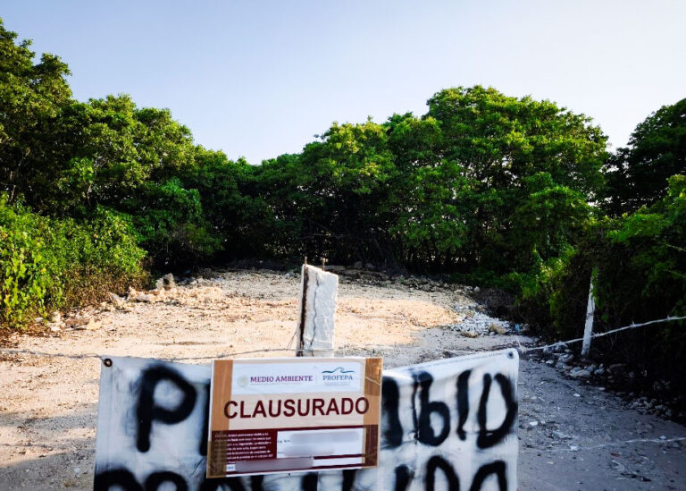 Profepa clausura dos predios en Chicxulub Puerto, y un aserradero en Campeche