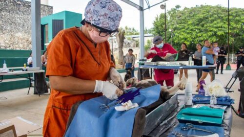 Yucatán impulsa las jornadas gratuitas de esterilización y vacunación de mascotas