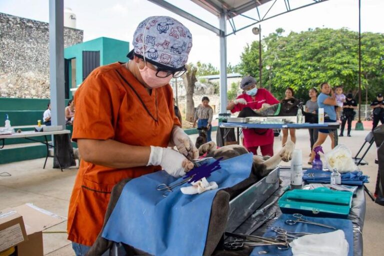 Yucatán impulsa las jornadas gratuitas de esterilización y vacunación de mascotas